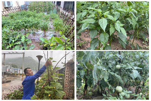 1732170964386335.jpg 菜園豐收_副本.jpg